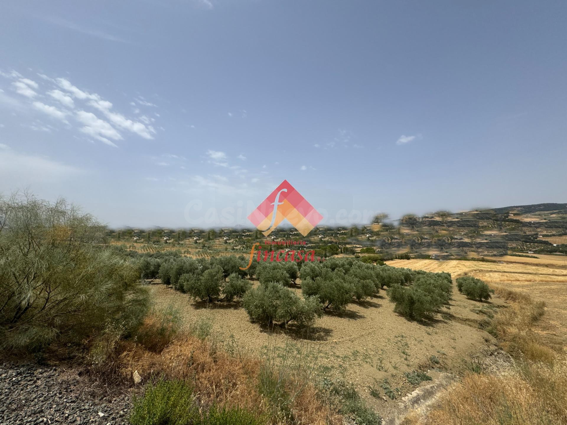 OLIVAR CERCA DE ARRIATE - foto 5
