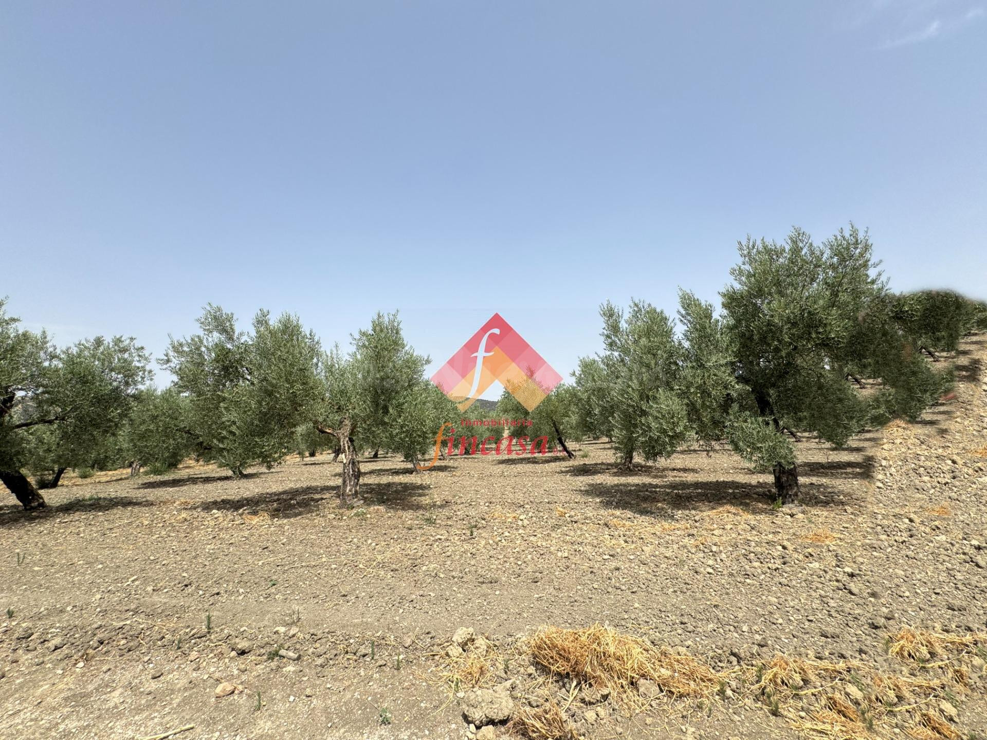PARCELA DE OLIVAR A POCOS MINUTOS DE ARRIATE - foto 2