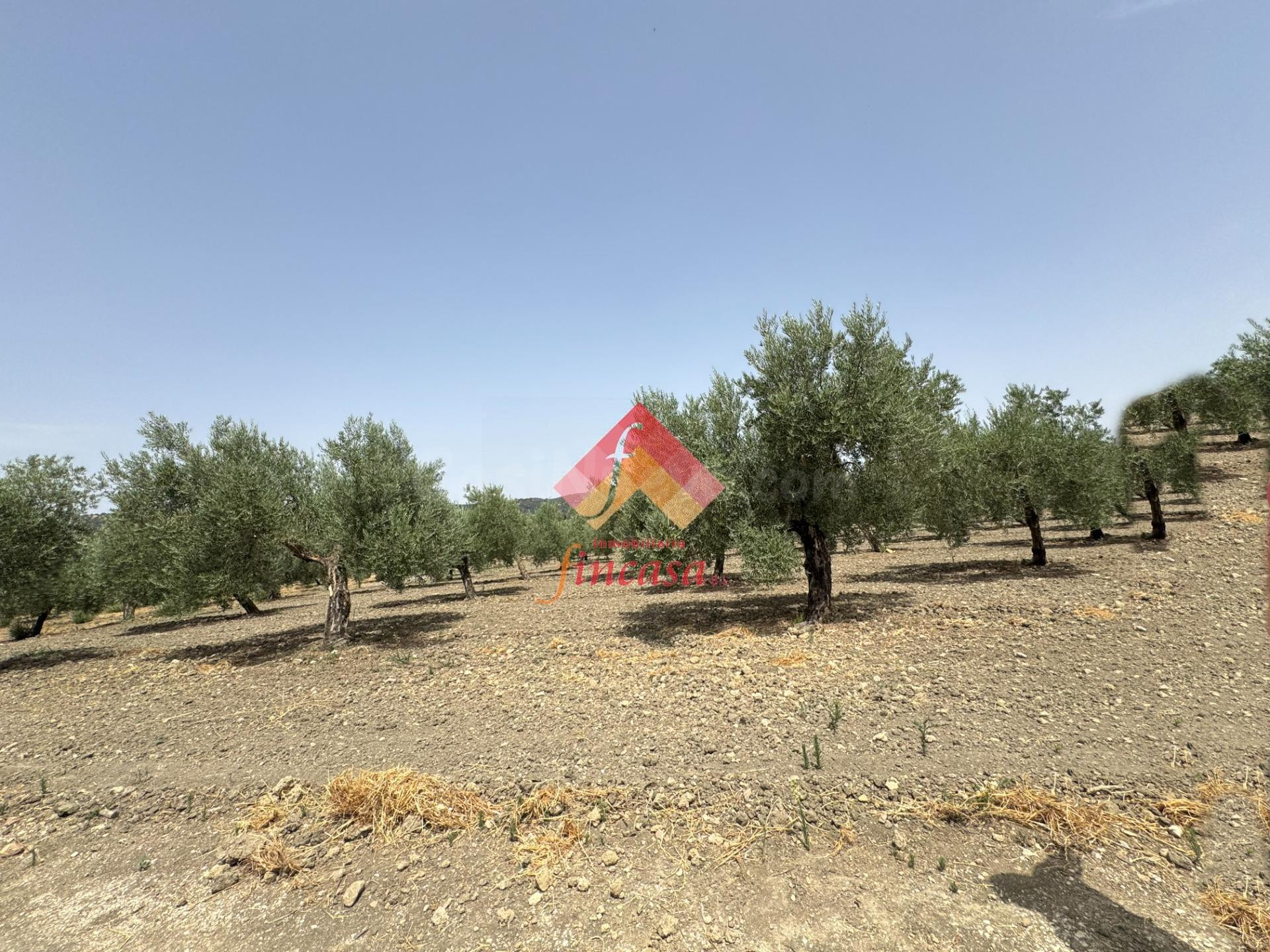 PARCELA DE OLIVAR A POCOS MINUTOS DE ARRIATE - foto 3