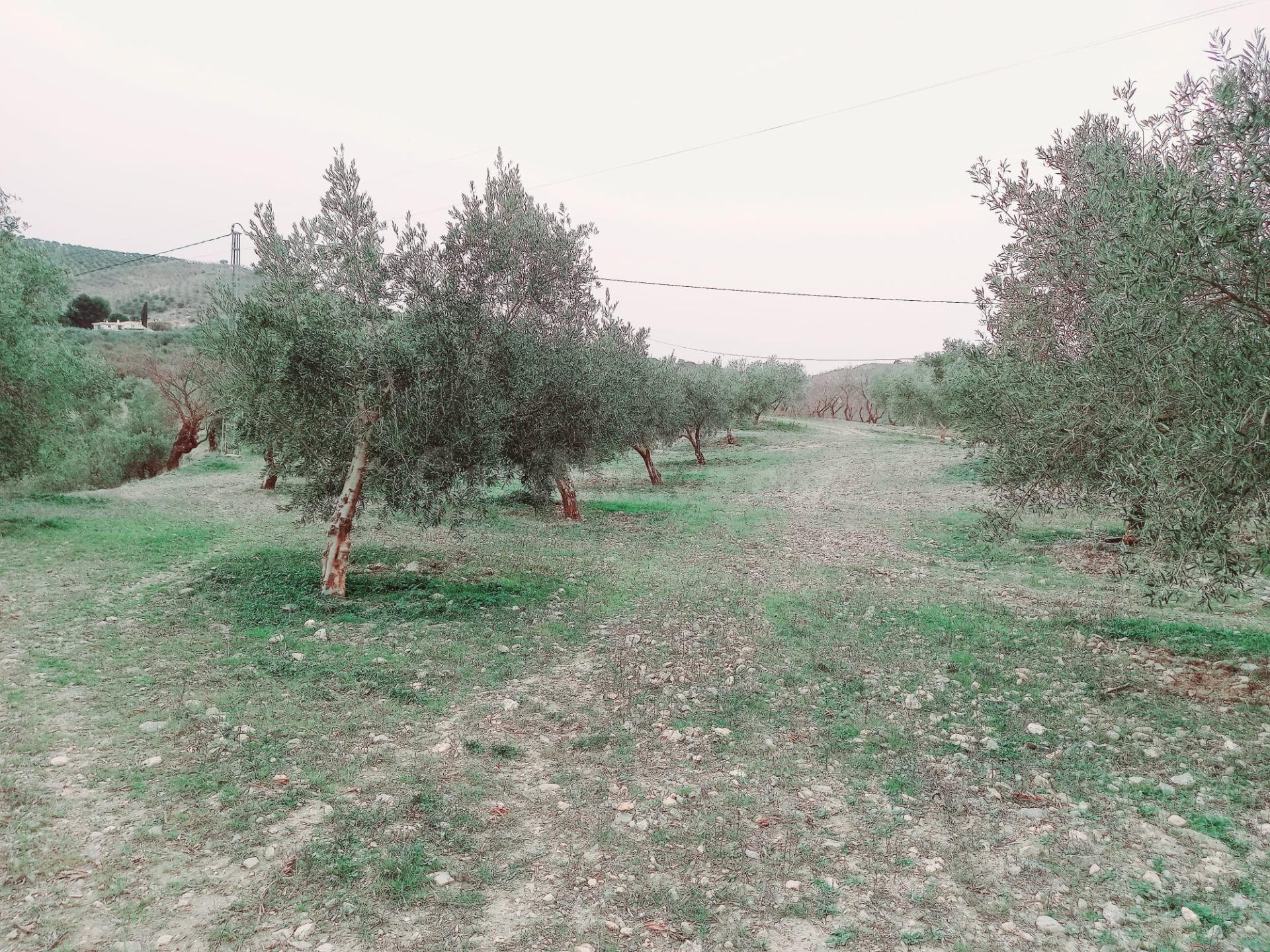 Finca en Venta en Alhama de Granada