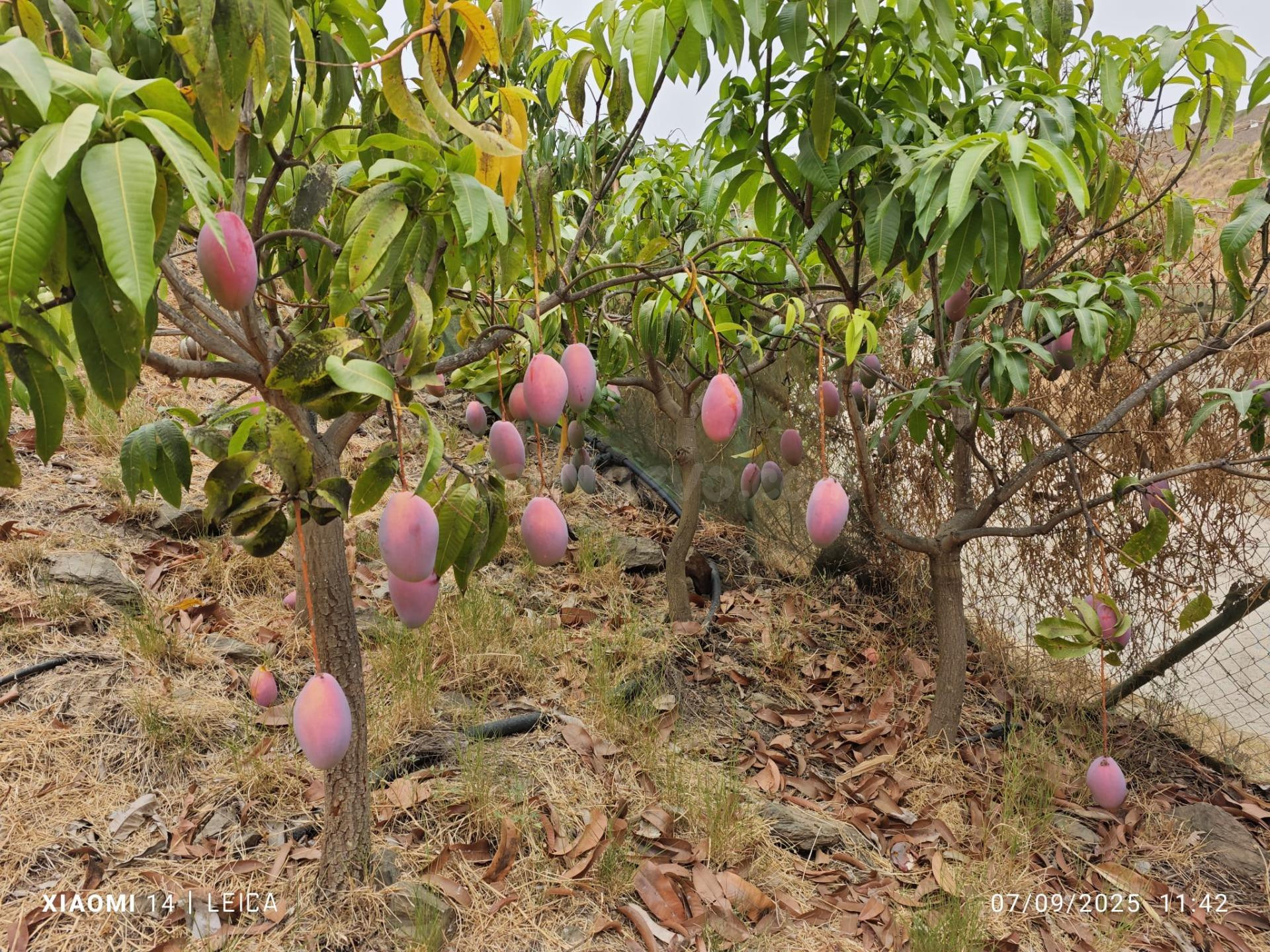FINCA DE MANGOS EN CANILLAS DE ACEITUNO