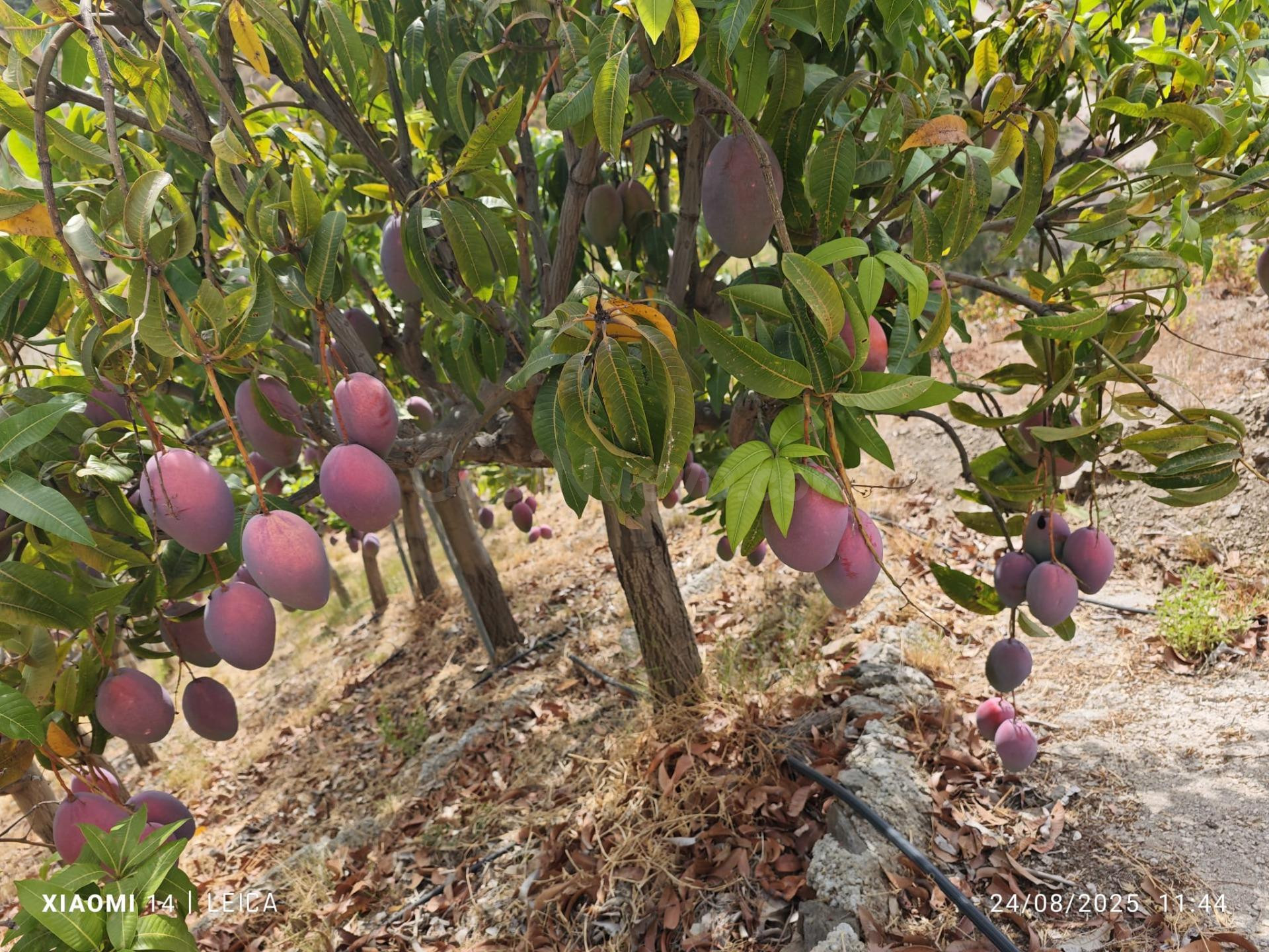 FINCA DE MANGOS EN CANILLAS DE ACEITUNO - foto 2