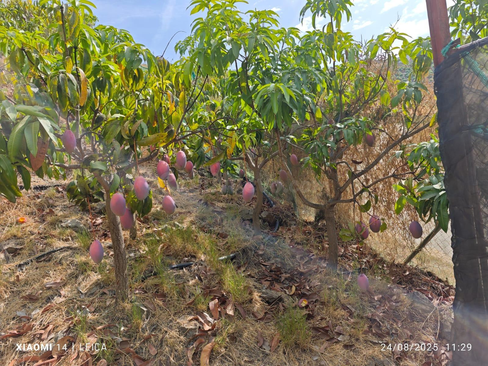FINCA DE MANGOS EN CANILLAS DE ACEITUNO - foto 3