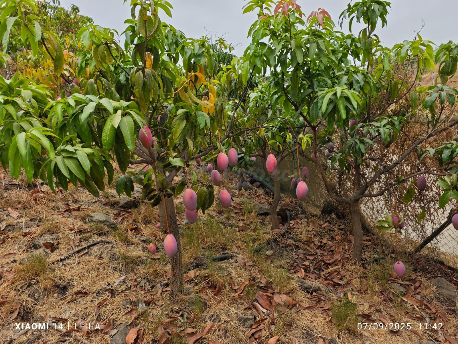 FINCA DE MANGOS EN CANILLAS DE ACEITUNO - foto 4
