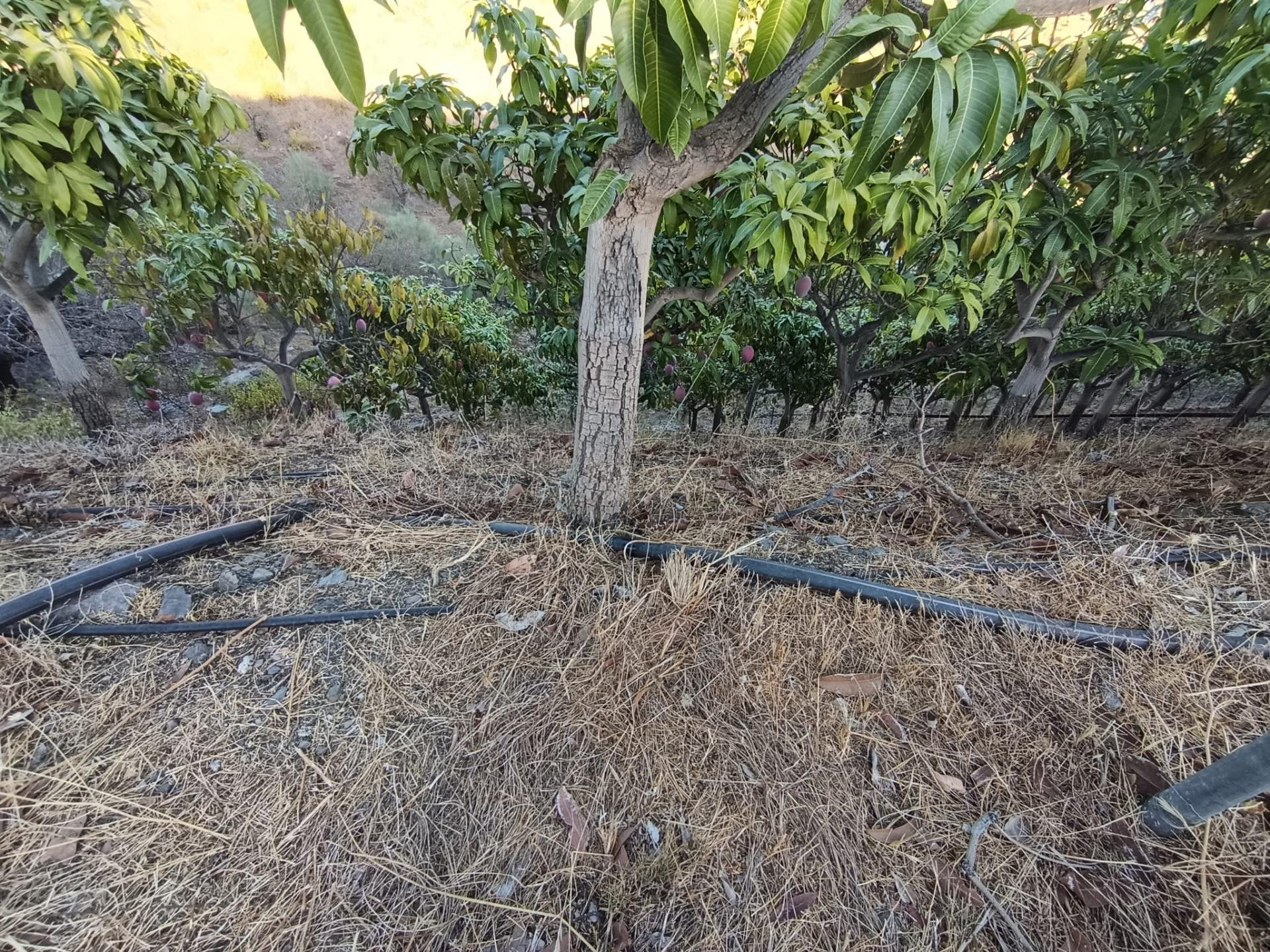 FINCA DE MANGOS EN CANILLAS DE ACEITUNO - foto 5