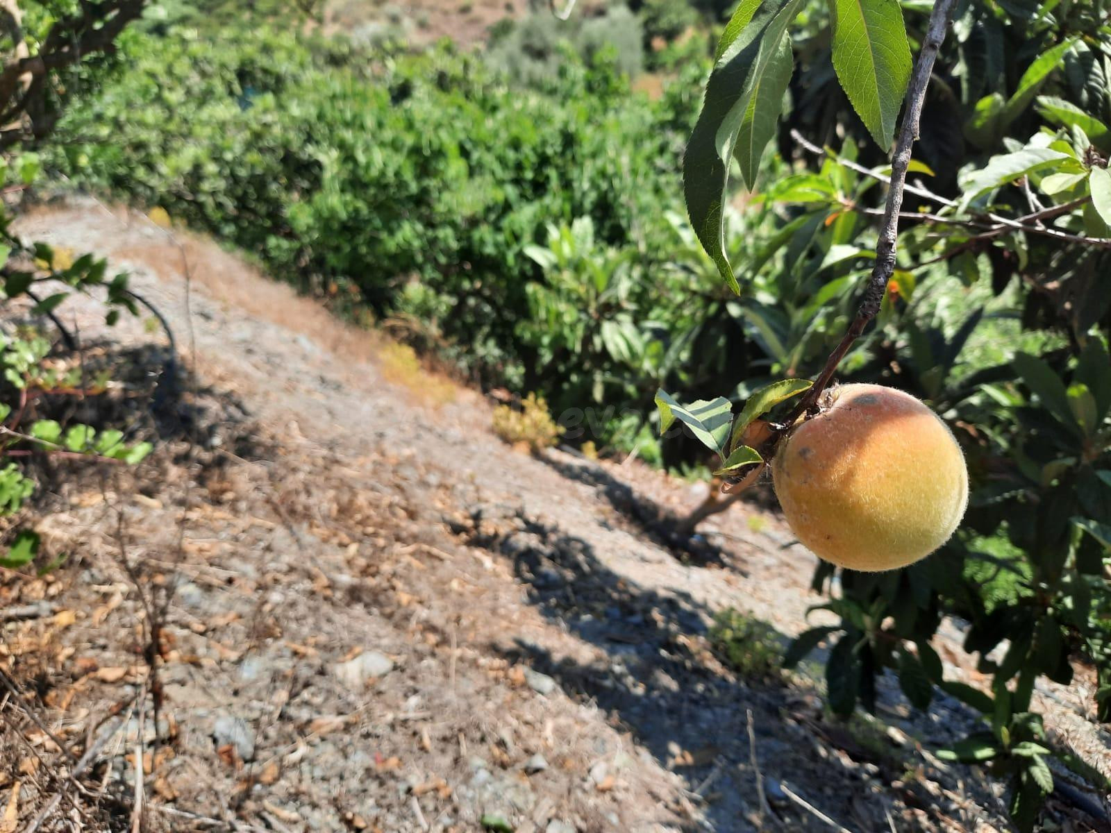 Terreno Rural en Canillas de Aceituno - Oportunidad Única