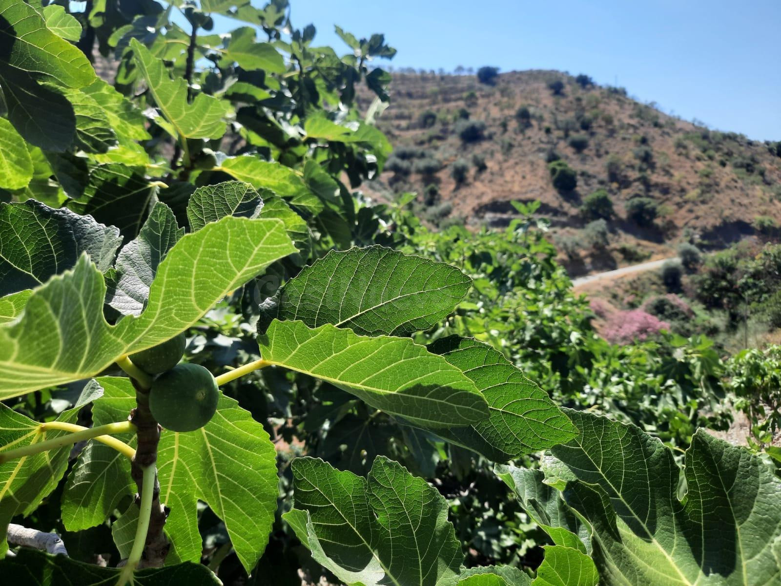 Terreno Rural en Canillas de Aceituno - Oportunidad Única - foto 2