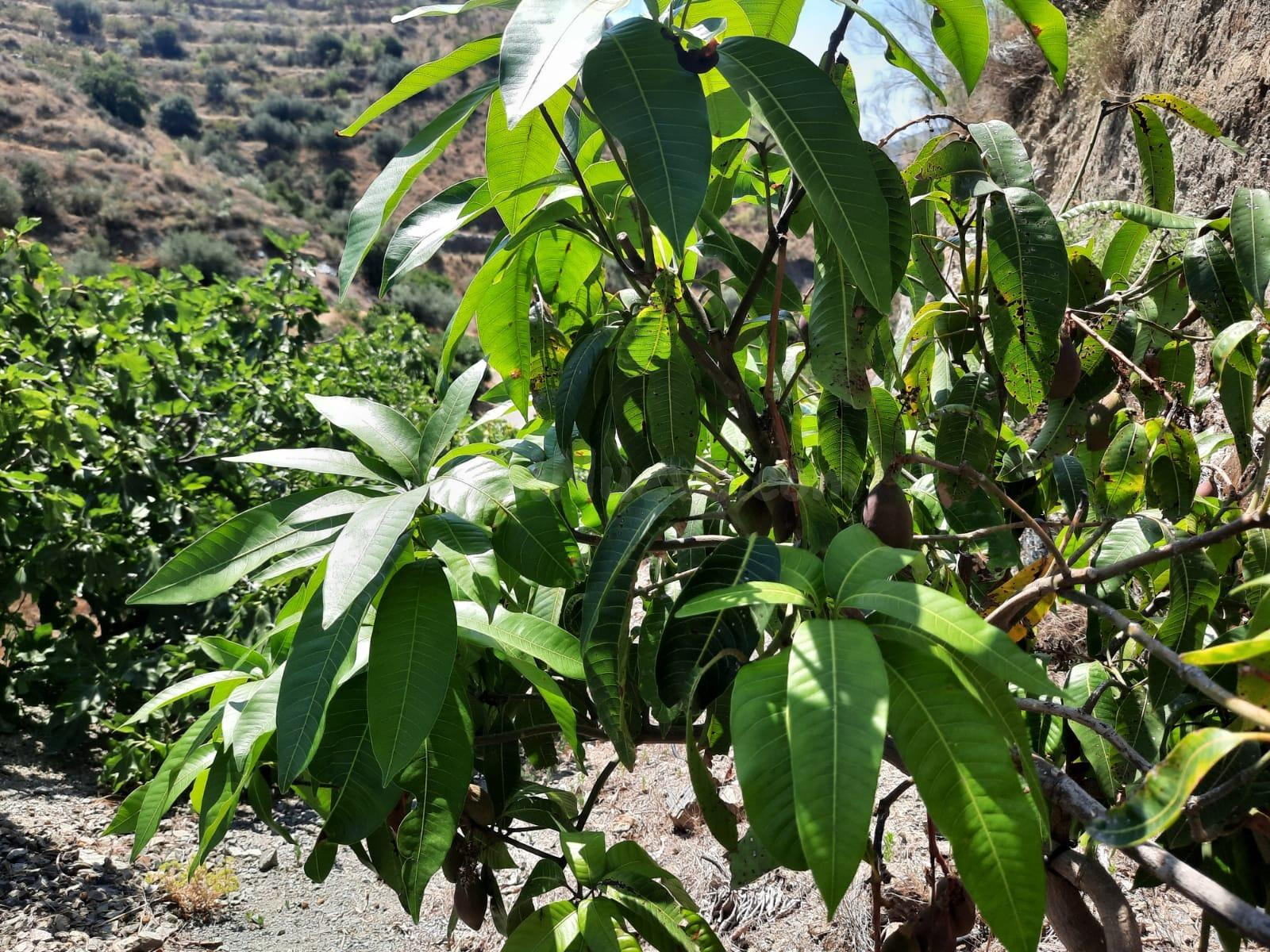 Terreno Rural en Canillas de Aceituno - Oportunidad Única - foto 3