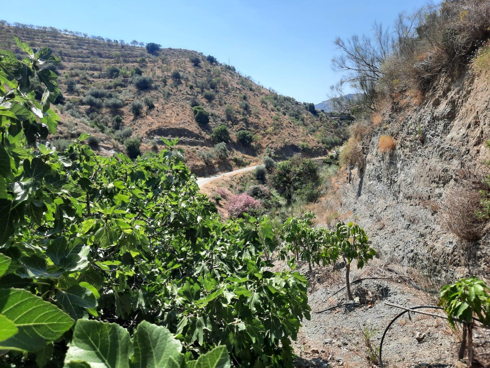 Terreno Rural en Canillas de Aceituno - Oportunidad Única - foto 4
