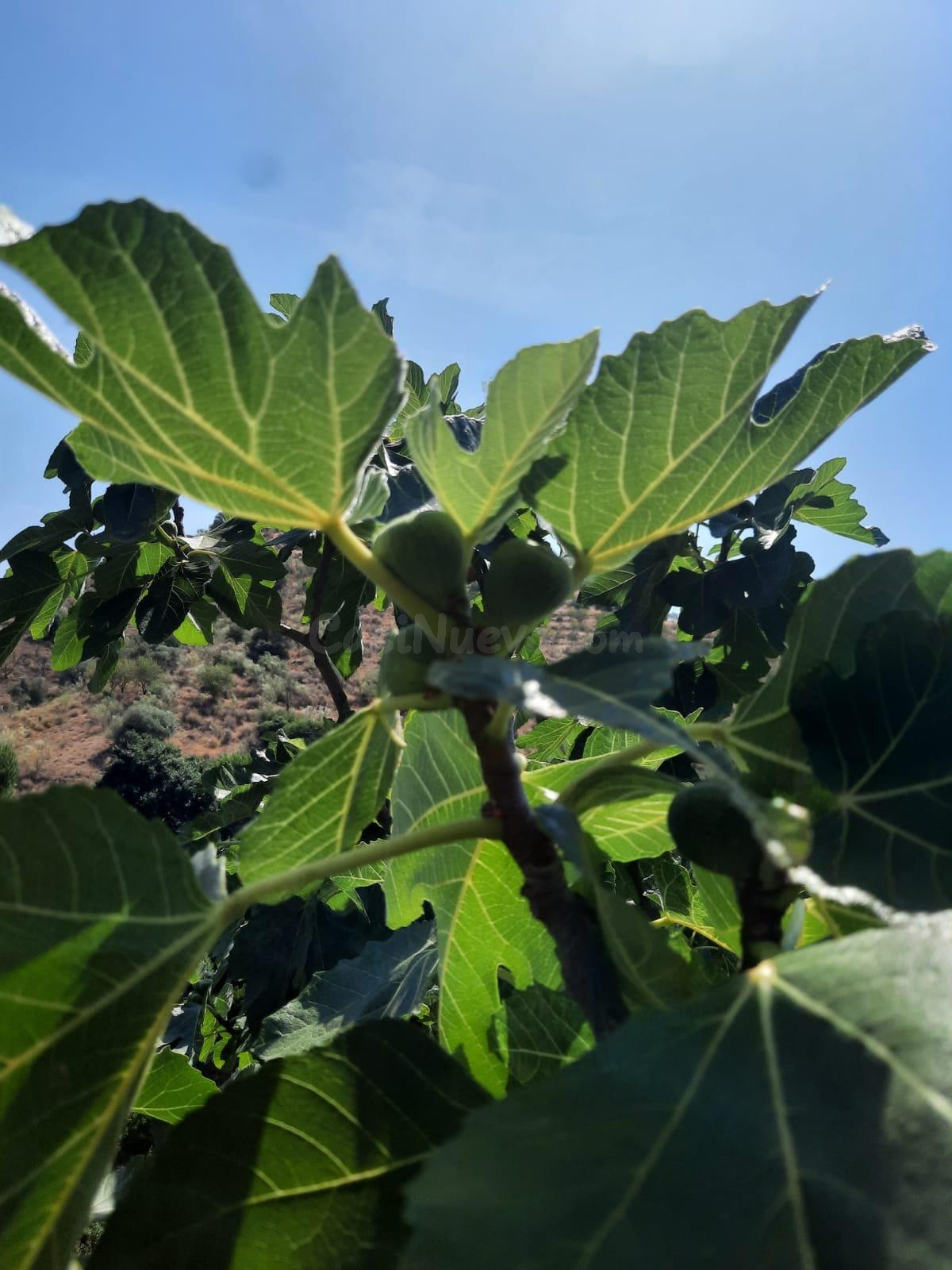 Terreno Rural en Canillas de Aceituno - Oportunidad Única - foto 5