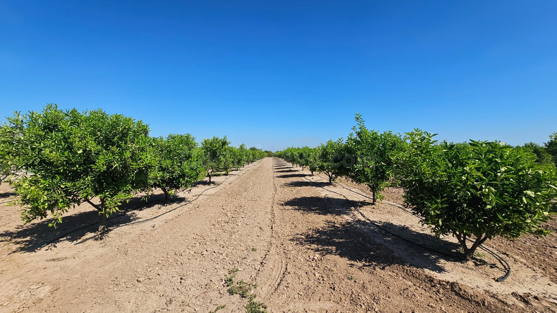 Finca rústica de 14 hanegadas vallada con naranjos jóvenes e - foto 2