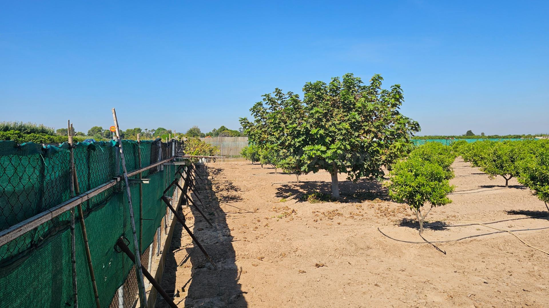 Finca rústica de 14 hanegadas vallada con naranjos jóvenes e - foto 3