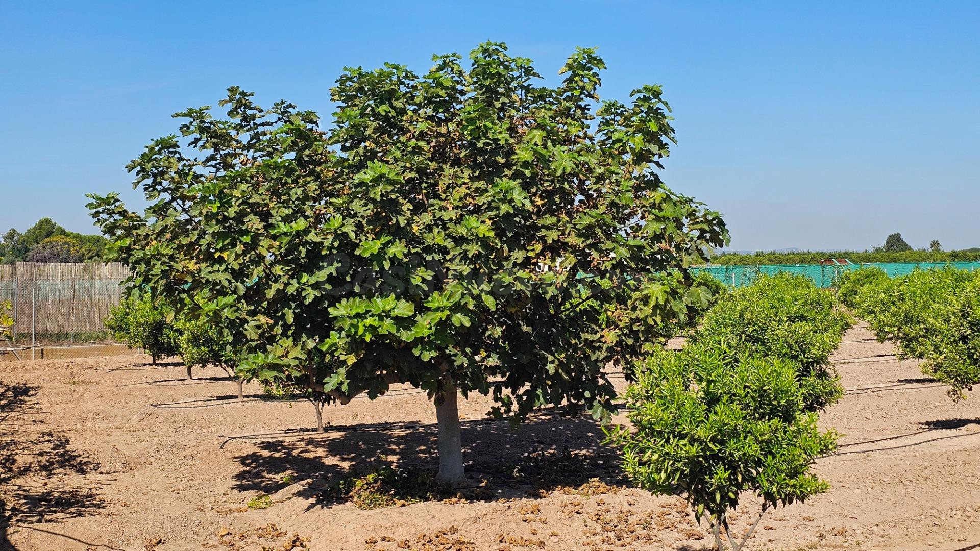 Finca rústica de 14 hanegadas vallada con naranjos jóvenes e - foto 4