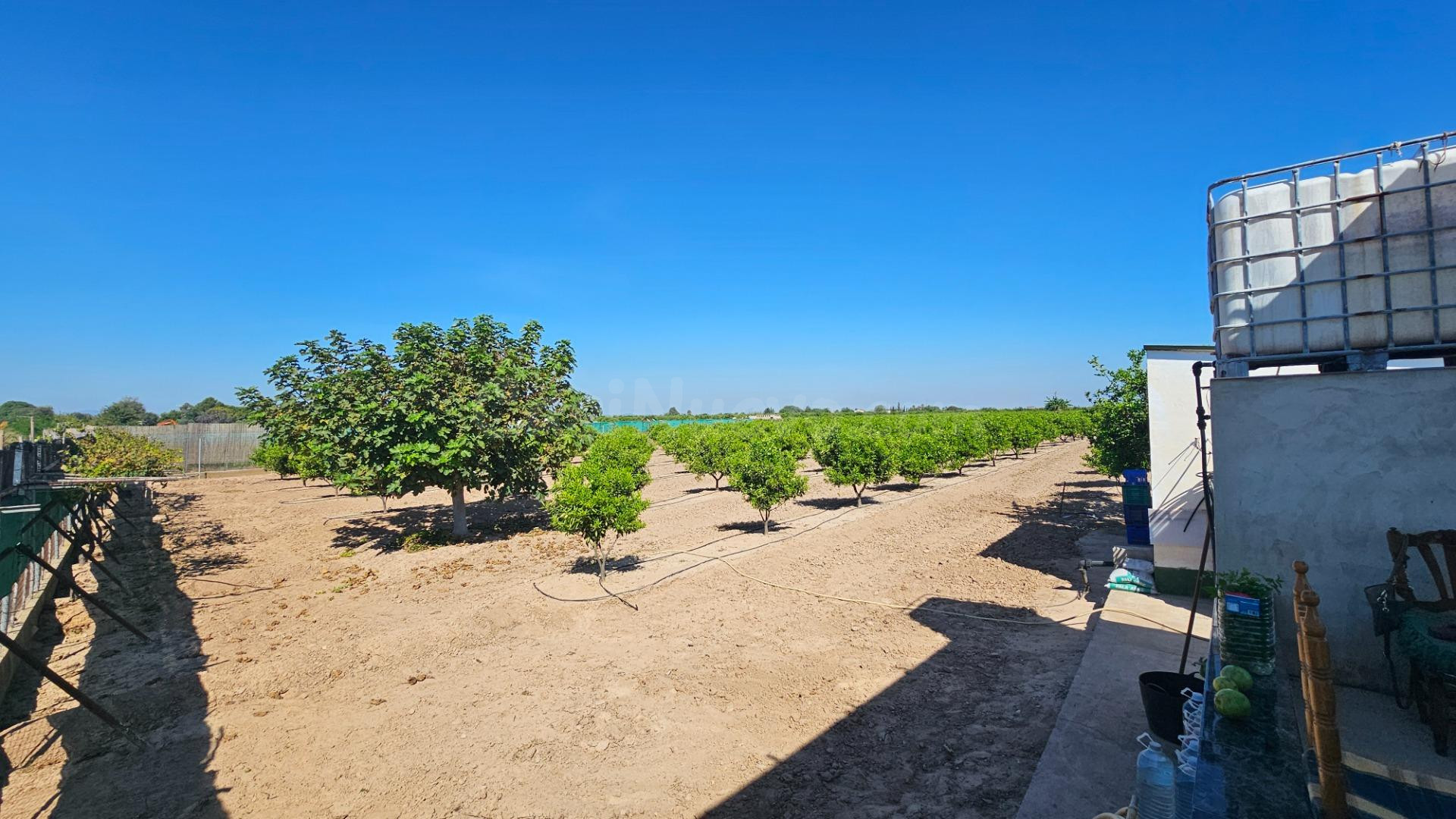 Finca rústica de 14 hanegadas vallada con naranjos jóvenes e - foto 5