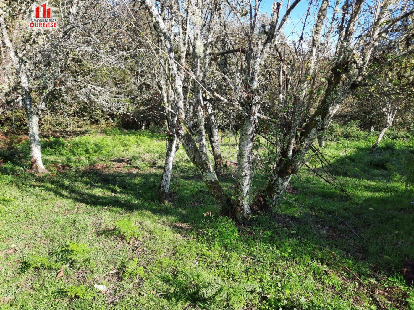 SE VENDE CASA PARA REFORMAR EN LA ZONA DE AMOEIRO - foto 5