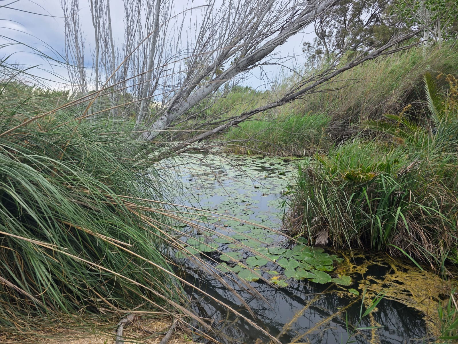 ✨ Finca Única en el Delta de l’Ebre: ¡Con "Ullal" Natural Privado y Casita en Proceso Final de Legalización! ✨