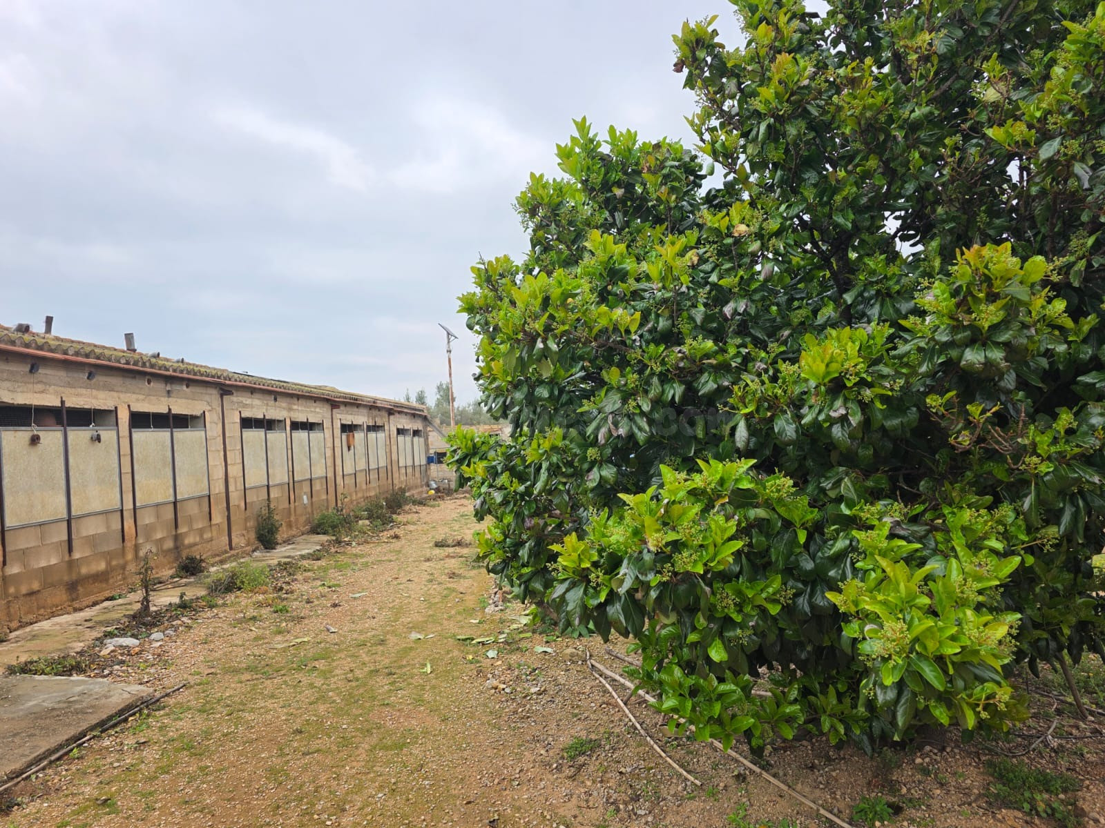 Finca rústica excepcional en venta en Santa Bàrbara – Gran p