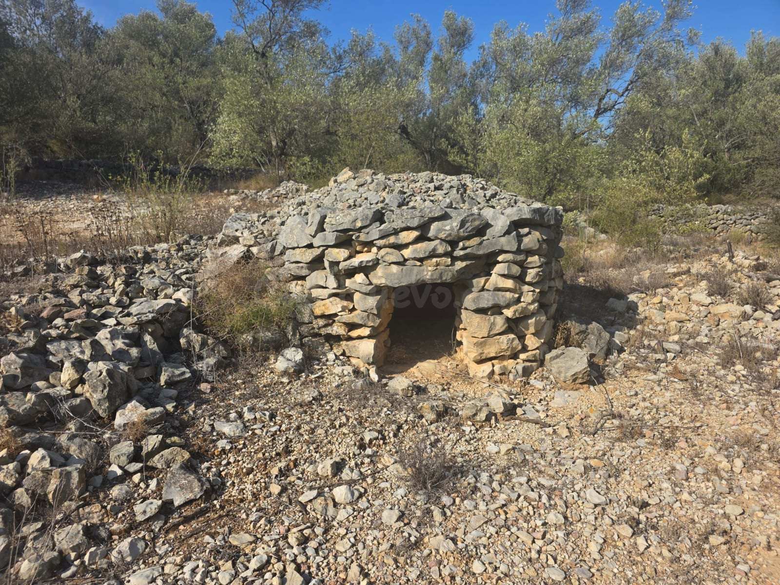 FINCA RÚSTICA MUY CUIDADA CON OLIVOS Y ALGARROBOS EN MAS DE BARBERANS