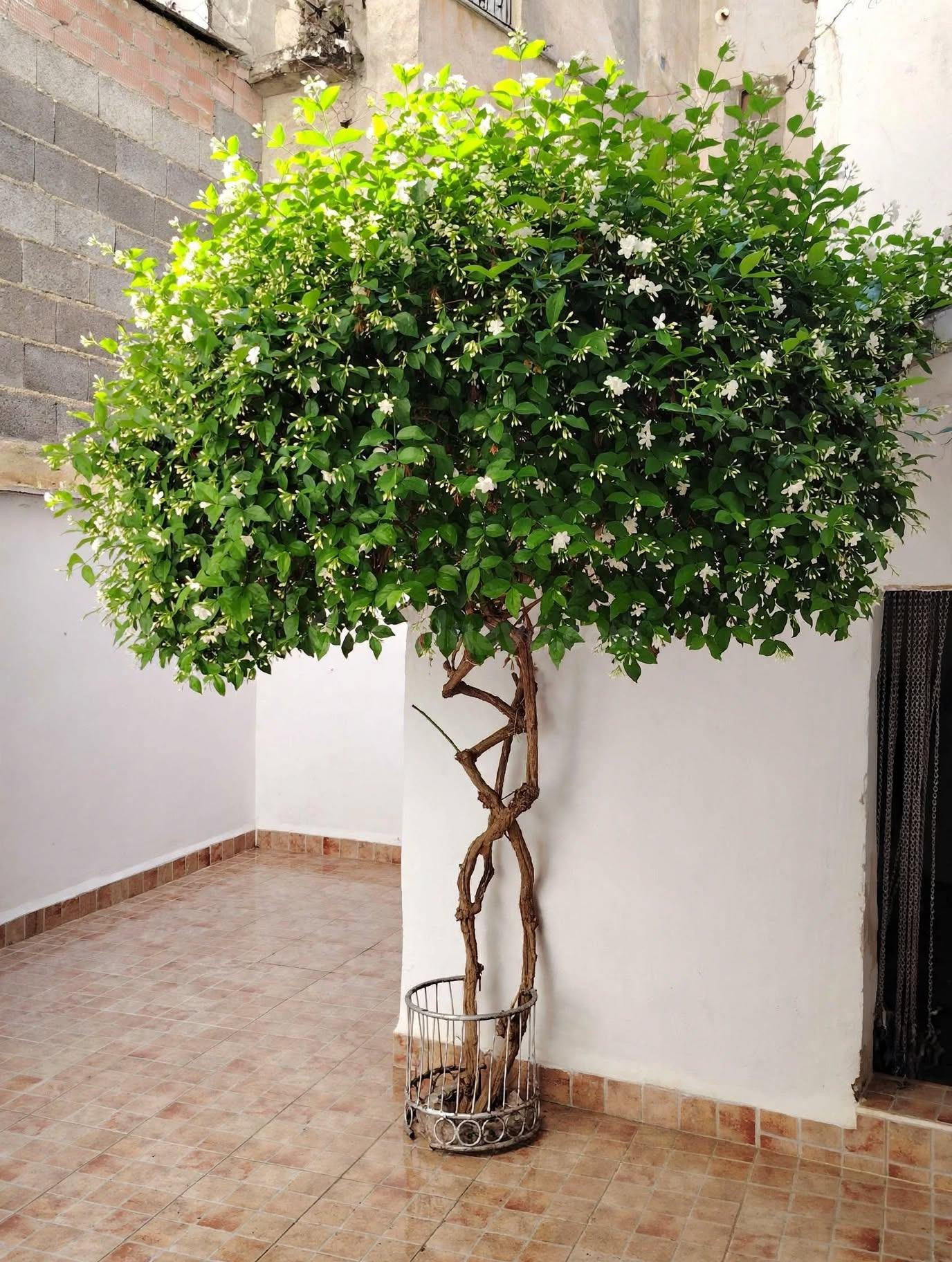 CASA CON ENCANTO Y POTENCIAL DE NEGOCIO RURAL EN MORATALLA  MORATALLA · MURCIA |