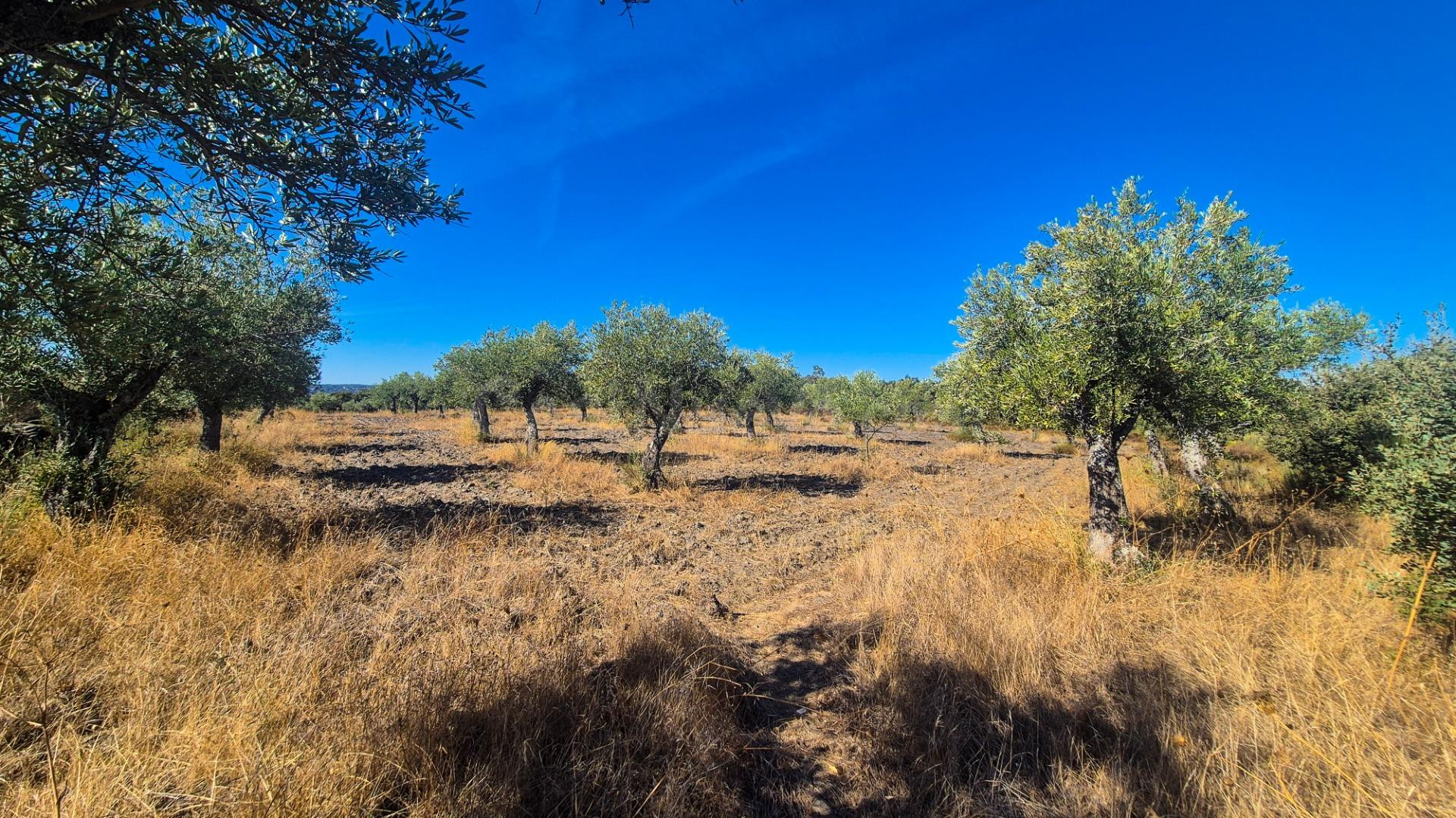 PARCELA VENTA AHIGAL DE LOS ACEITEROS. Urbis te ofrece una parcela rústica en venta en Ahigal de los Aceiteros, Salamanca.