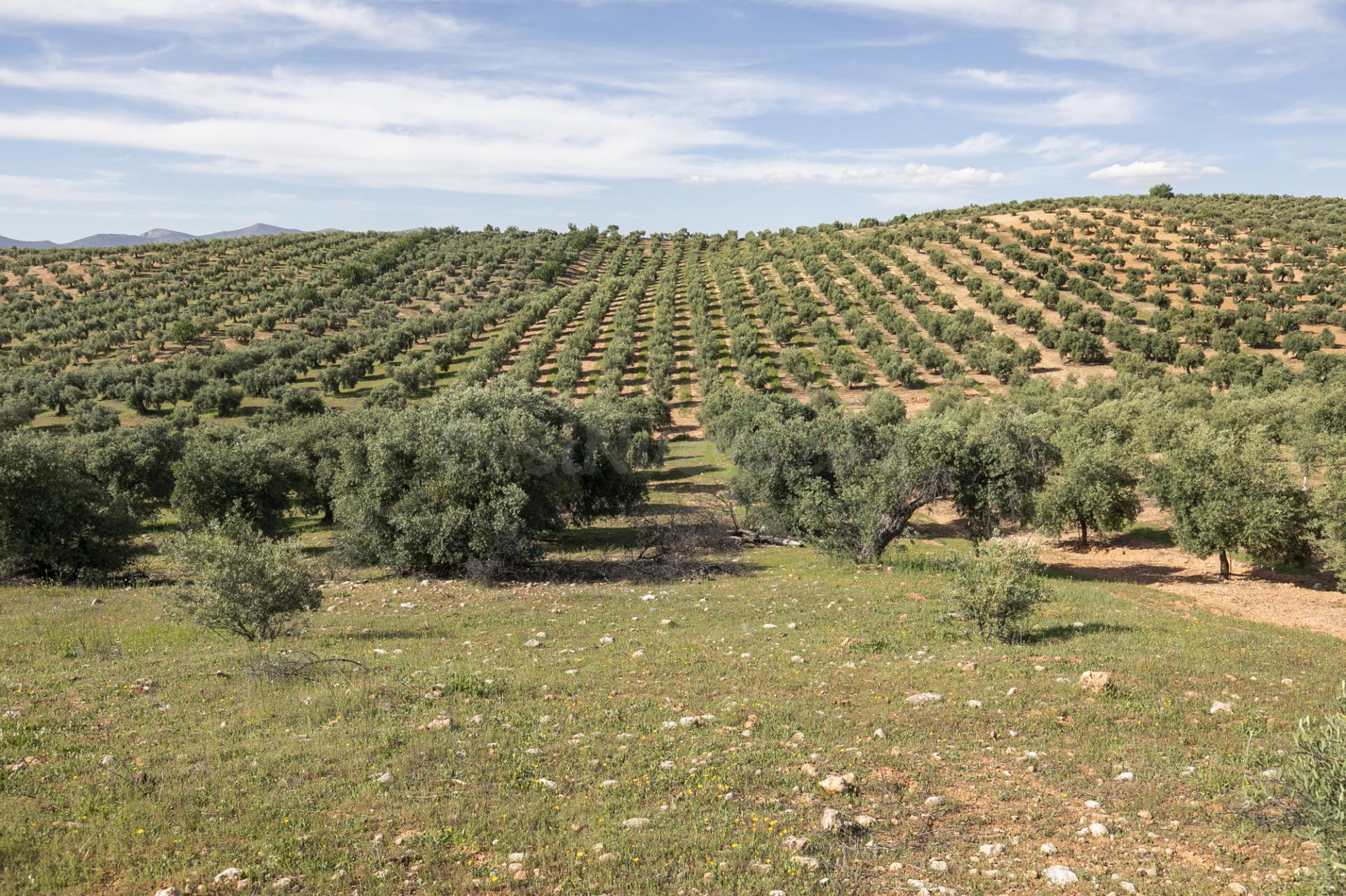 Terreno de olivos en Cogollos Vega: naturaleza, inversión y futuro en un solo lugar