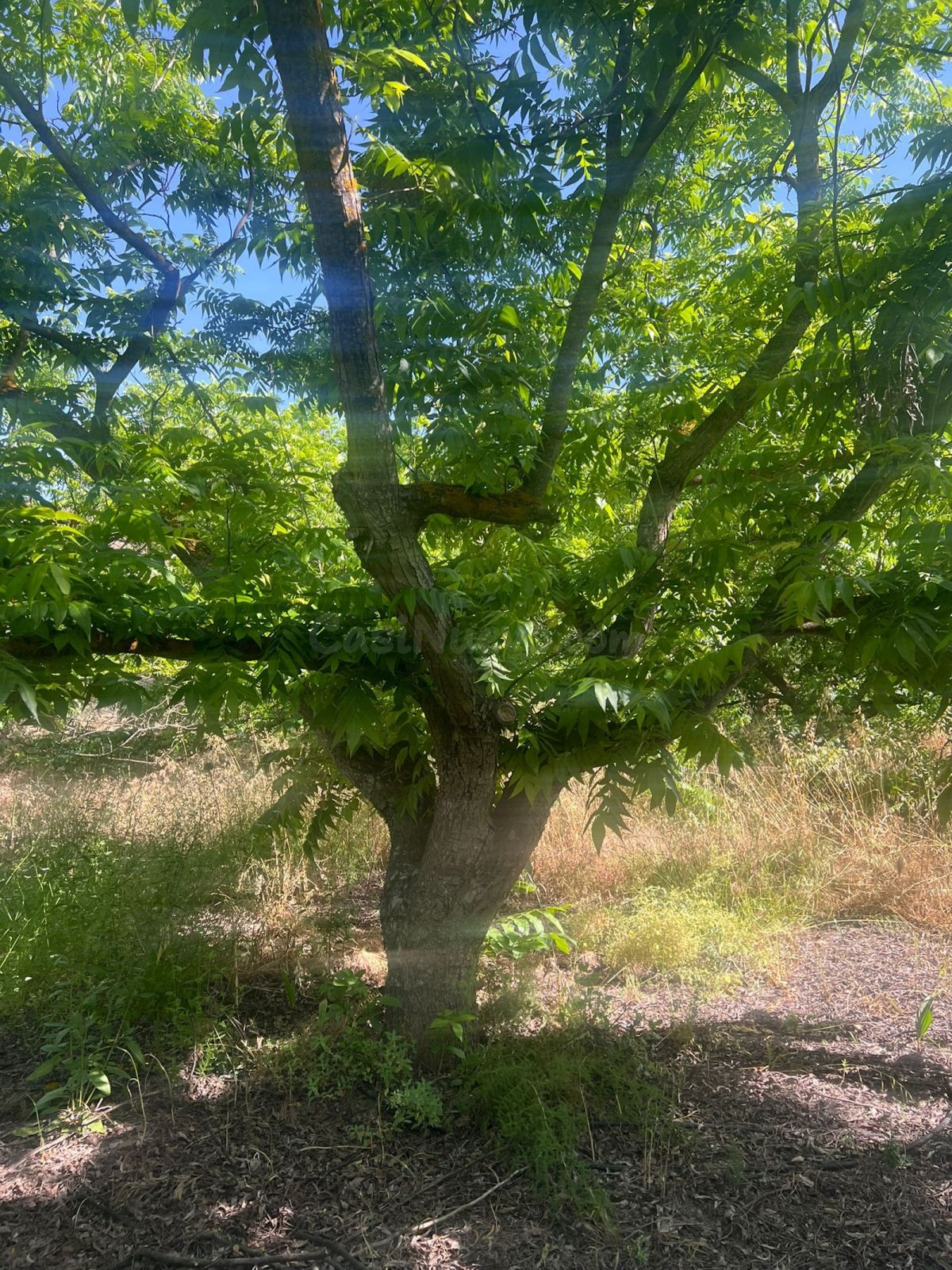 Fincas rústicas con nogales pecanos en Alhaurín el Grande