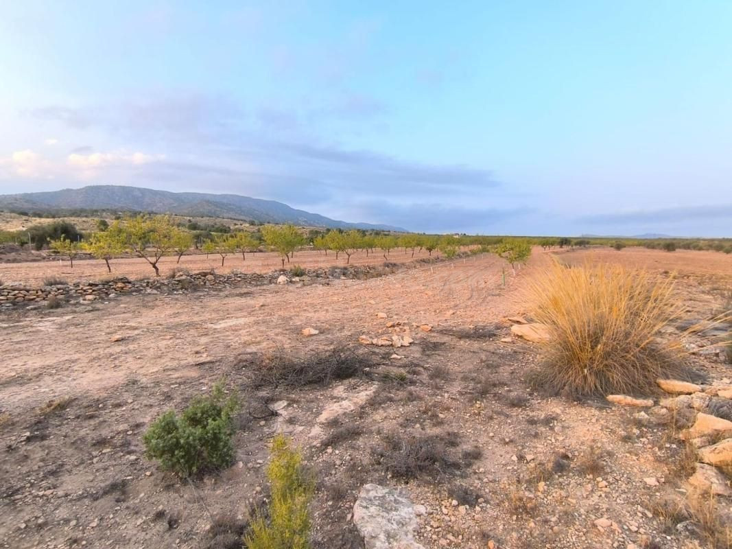 Terreno edificable en Pinoso para construir su vivienda ideal