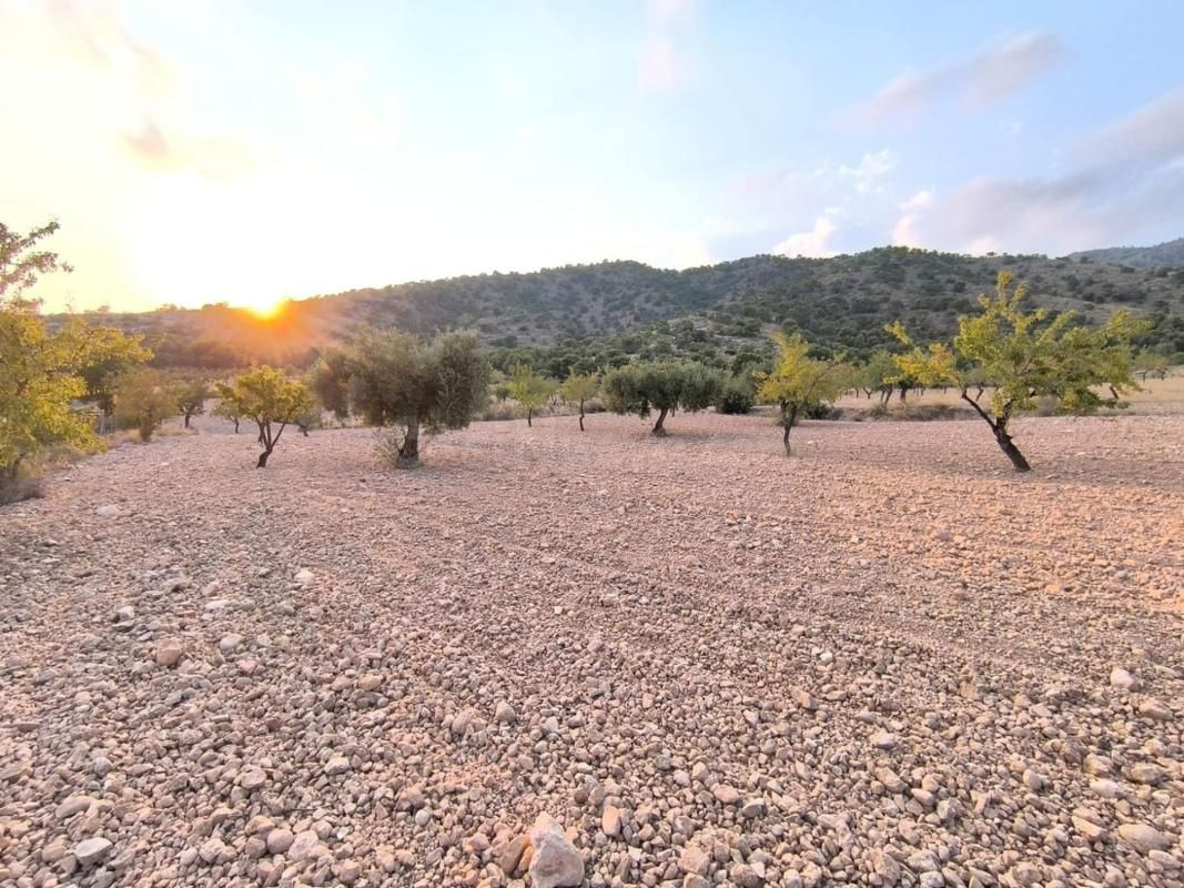 Finca rústica con cultivos en Pinoso (Alicante) - 4797 m²