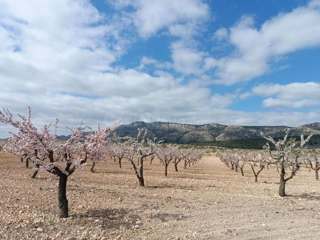Terreno edificable 19.800 m2 en Jumilla (Alicante) con almendros