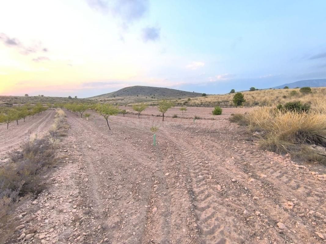 Terreno edificable en Pinoso para construir su vivienda única