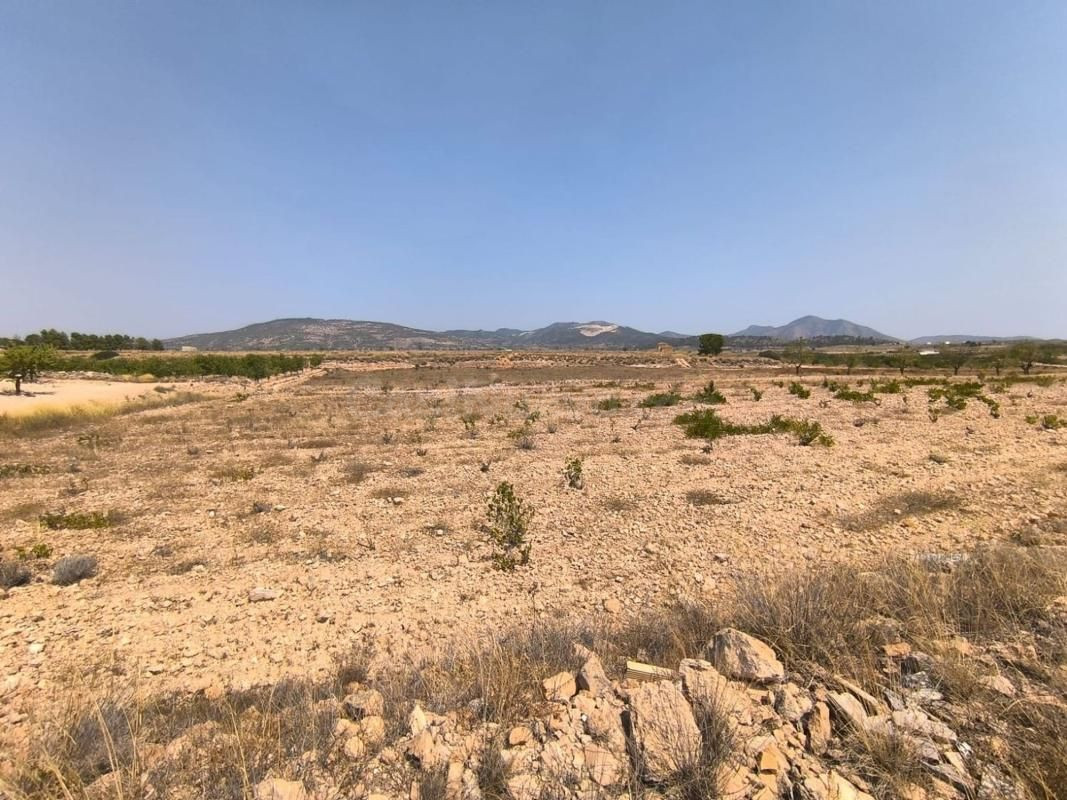 Parcela edificable 13.500 m2 con viñedo en Pinoso (Alicante)