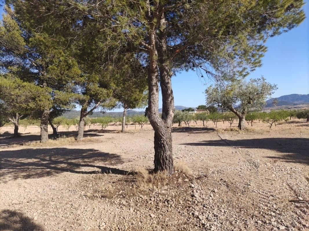 Terreno edificable en Pinoso (Alicante) para proyecto rural