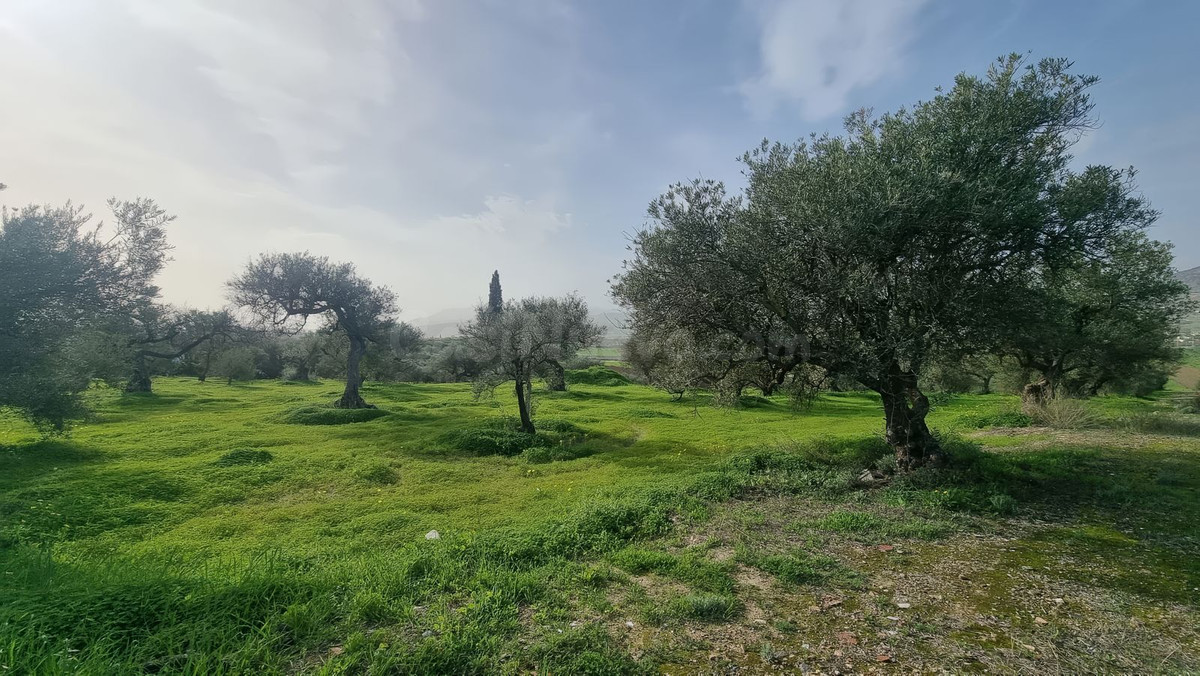 Finca rústica con olivos en Alhaurín el Grande - Costa del Sol