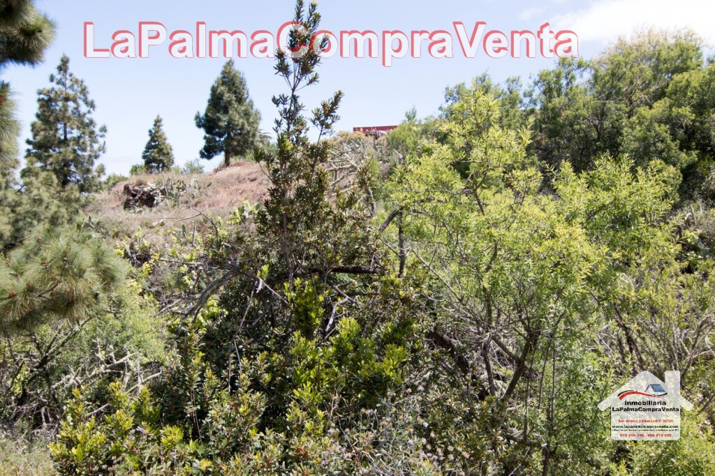 Suelo rústico en Venta en Puntagorda Santa Cruz de Tenerife - foto 3