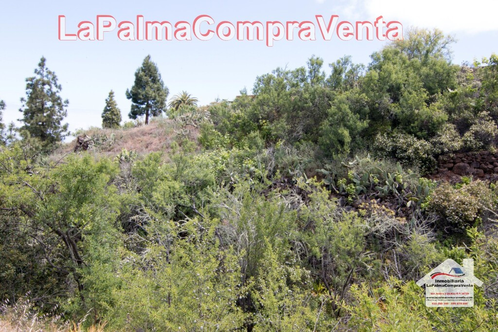 Suelo rústico en Venta en Puntagorda Santa Cruz de Tenerife - foto 3