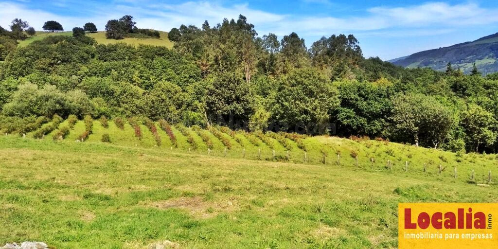 Finca rústica con cabaña y bosque autóctono