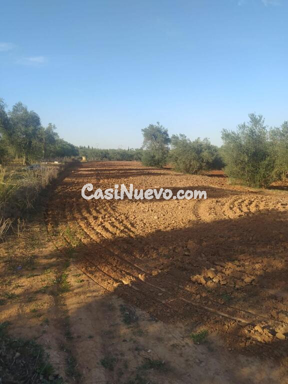 Subparcela de secano en Almensilla!!!!