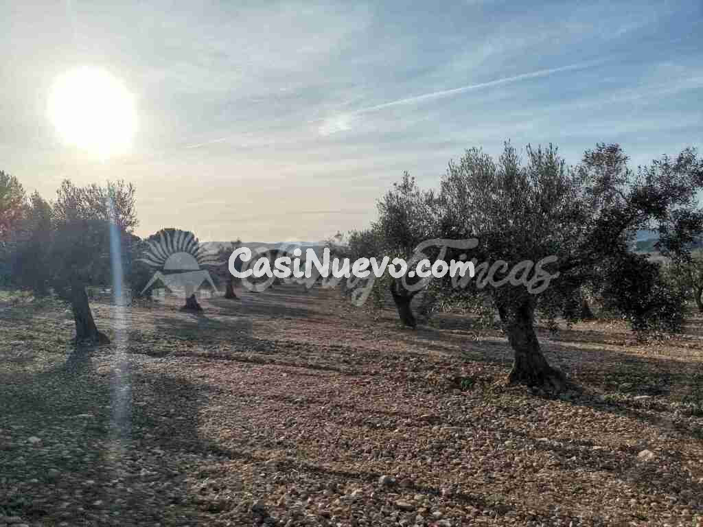 Suelo rústico en Venta en Biar Alicante