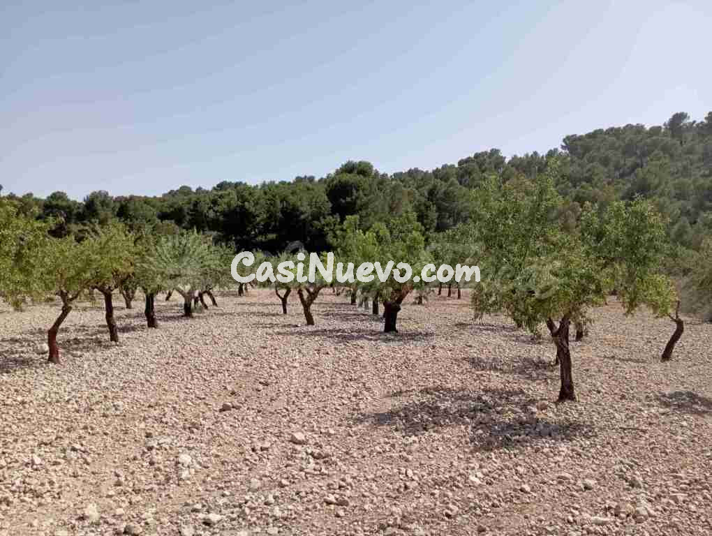 Suelo rústico en Venta en Jumilla Murcia