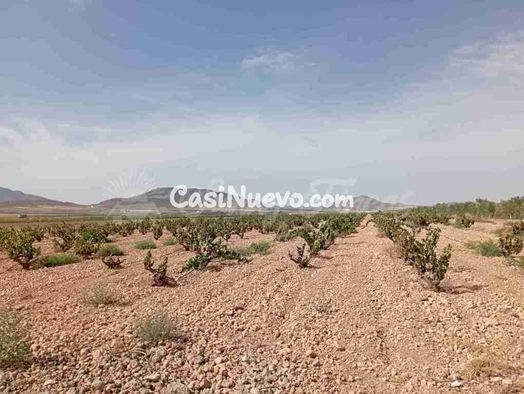 Suelo rústico en Venta en Yecla Murcia
