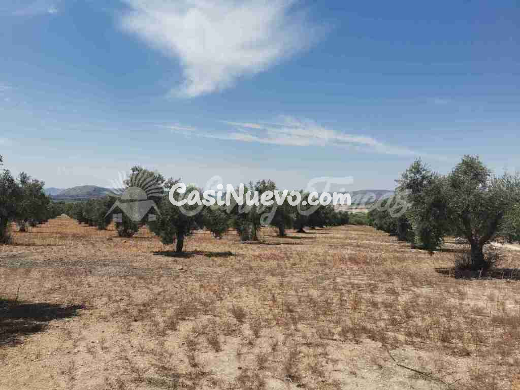 Suelo urbanizable en Venta en Biar Alicante