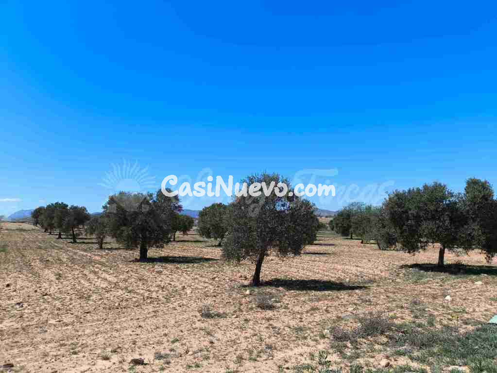 Suelo rústico en Venta en Yecla Murcia