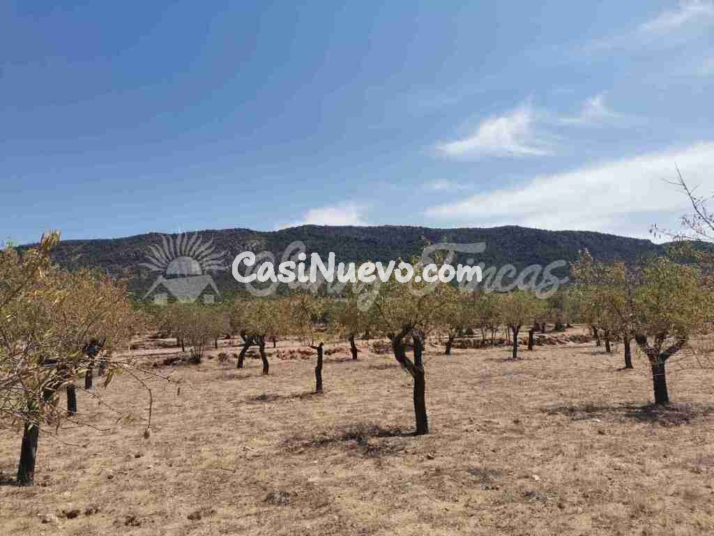 Parcela en Venta en Biar Alicante