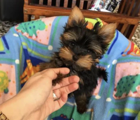cachorros yorkshire disponibles.