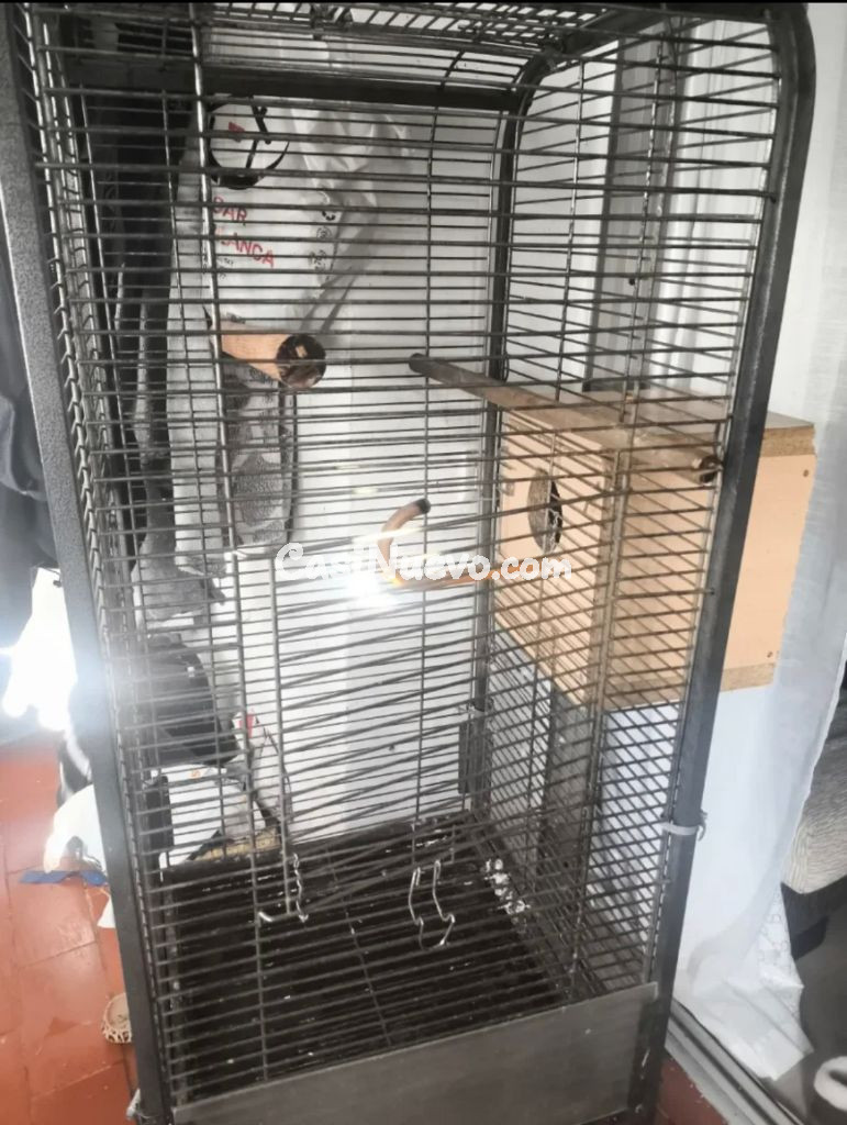 Jaula espaciosa para loros