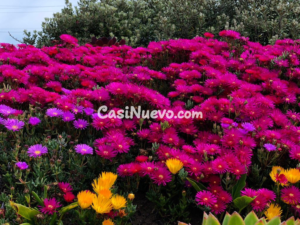 Plantas Suculentas de Colores Vibrantes