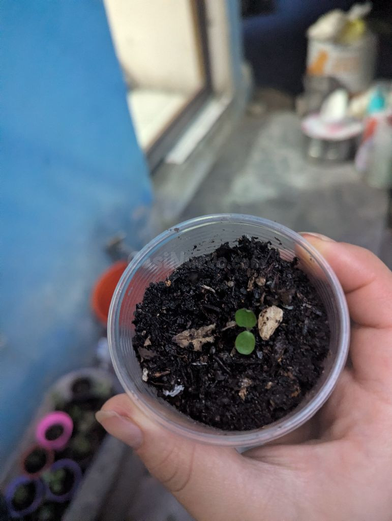 Brote / Plántula Joven en Venta - foto 5