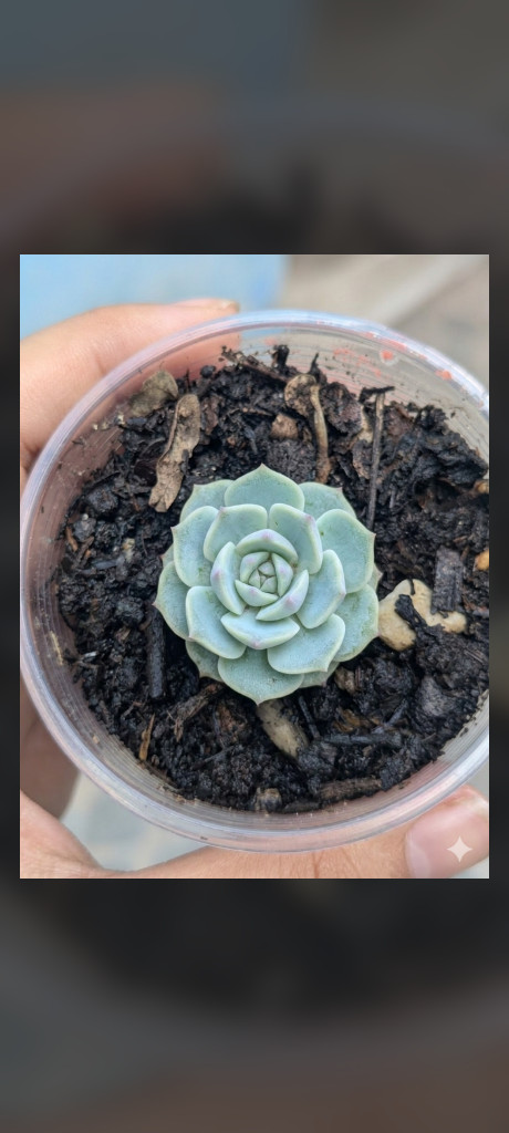 Suculenta Echeveria mediana maceta desechable - foto 4