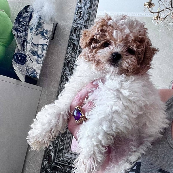 Cachorros Maltipoo