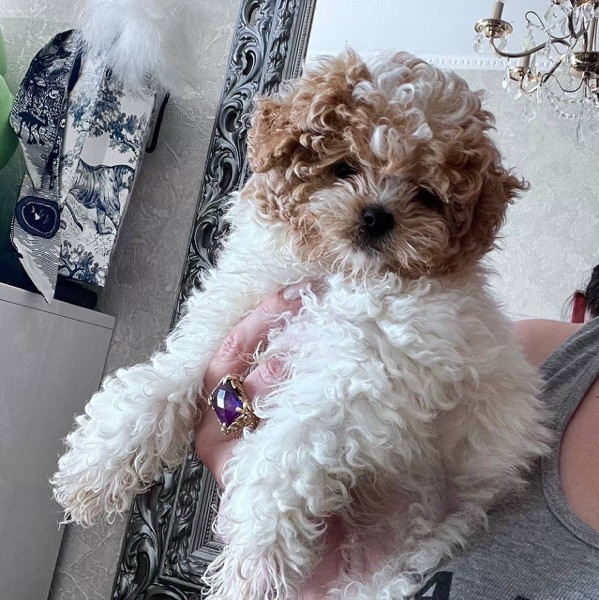 Cachorros Maltipoo - foto 2
